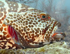 Tiger tune-up - Pederson shrimp cleaning a tiger grouper'... by William Goodwin 